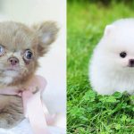 energetic-small-dog-breeds