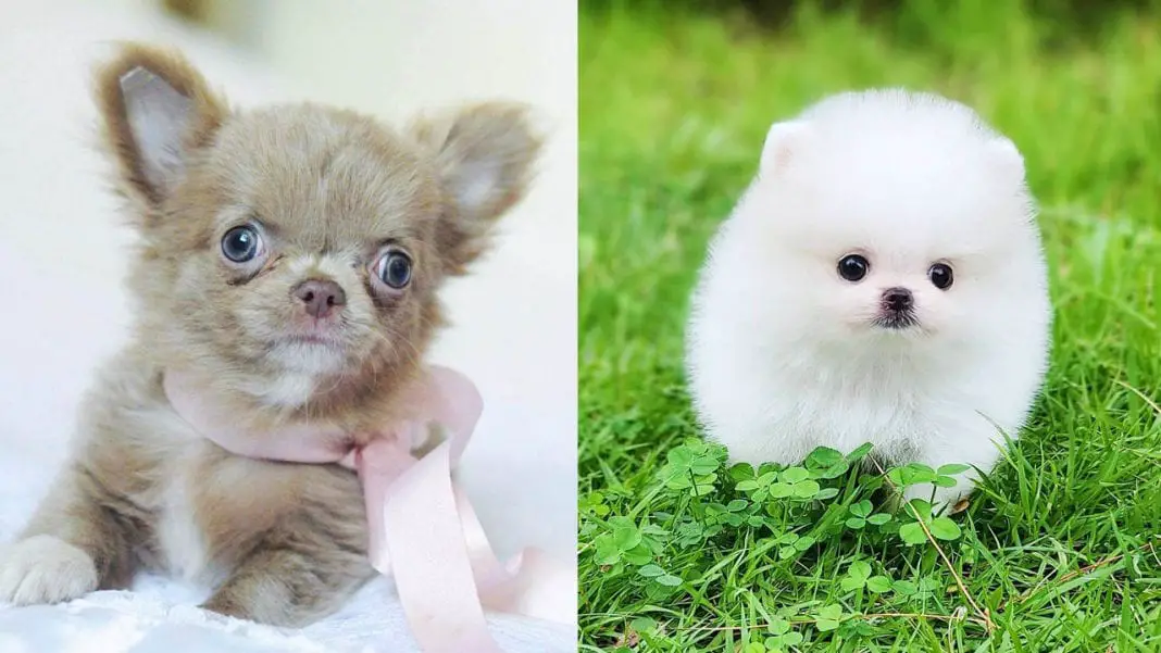 15 Energetic Small Dog Breeds | Puppies Club