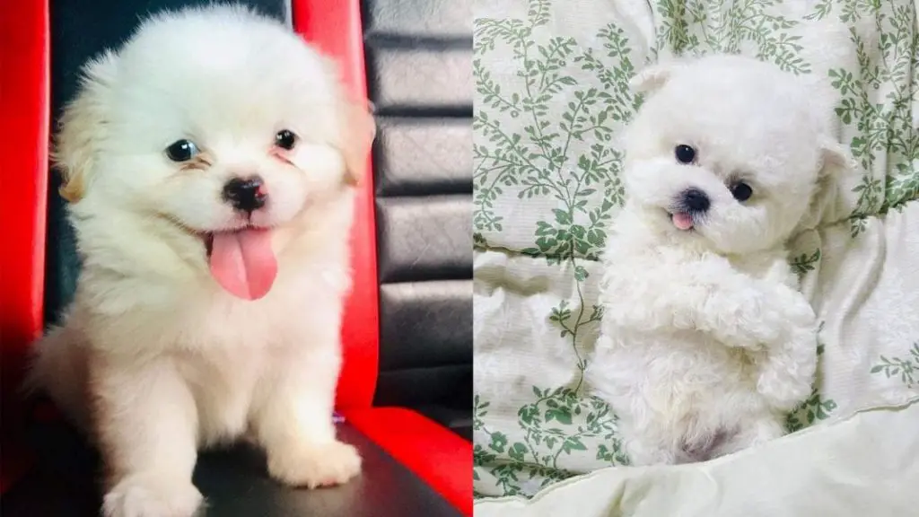 7 Hypoallergenic Small Dogs That Don't Shed Puppies Club