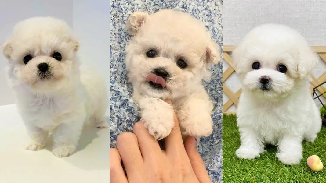 Mini Bichon Frise 12 Things About Cutest Version of