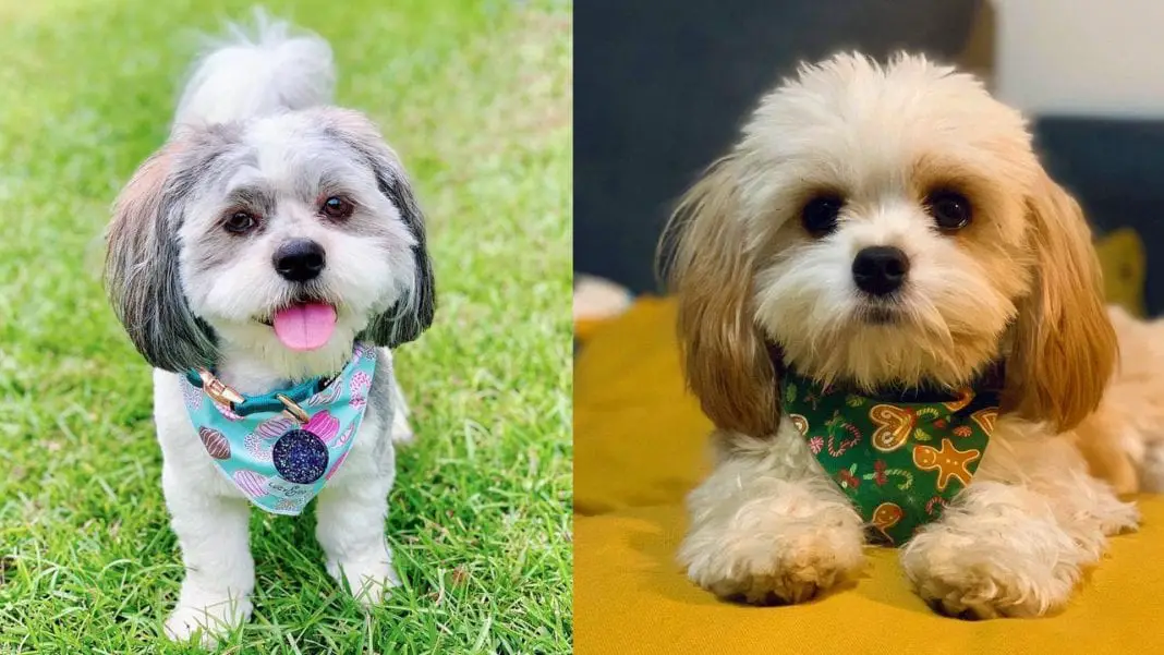 18 Cutest Mixed Breed Dogs You'll Fall in Love With 1
