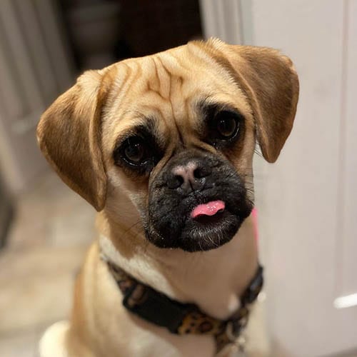 puggle-small-mixed-dog-breeds