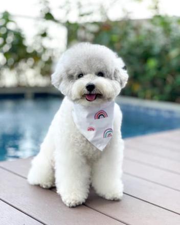18 Bichon Mix Dog breeds | Puppies