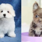 best-small-dog-breeds-for-city-living