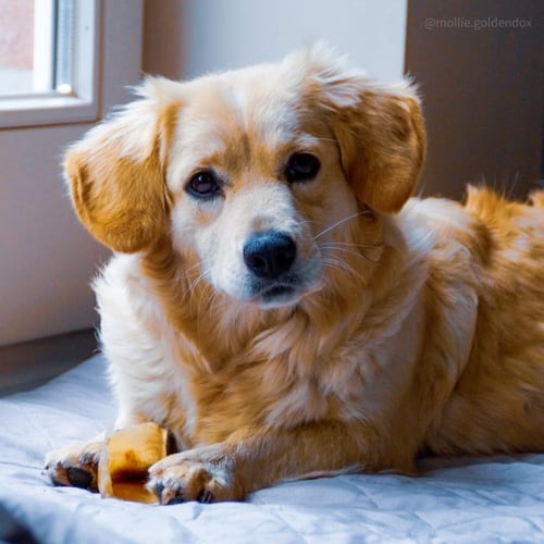 dachshund-mix-dog-breeds-Goldenshund