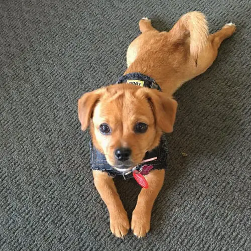 dachshund-mix-dog-breeds-Pekehund