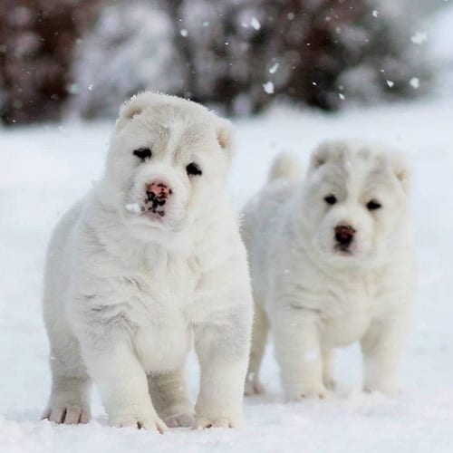 dogs-who-look-like-bears-caucasian-shepherd-dog