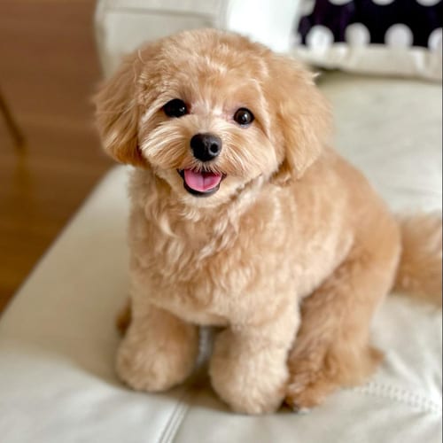 maltese-mix-dog-breeds-maltipoo