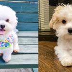 Facts about Bichon Maltese Mixed Dog Breed 1