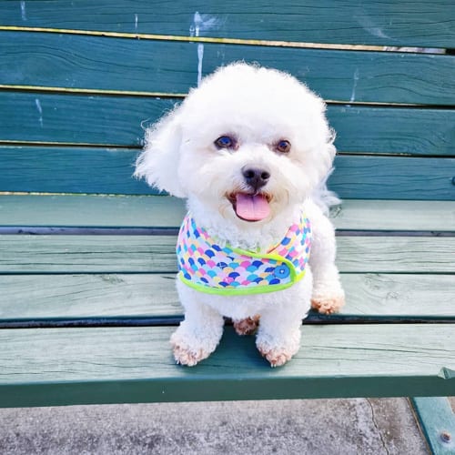 Facts about Bichon Maltese Mixed Dog Breed 2