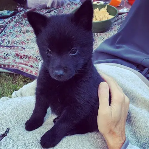 Schipperke-sensitive-small-dogs