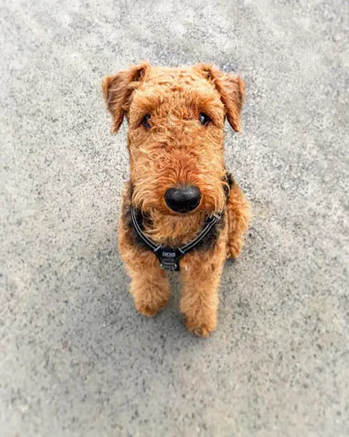 Airedale-Terrier-most-popular-terrier-breeds
