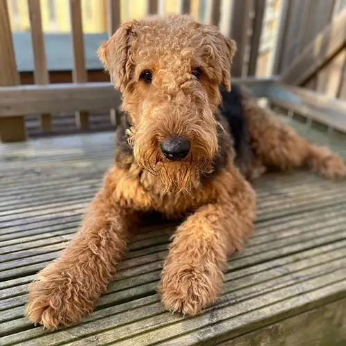 airedale-terrier-most-hyper-dog-breeds