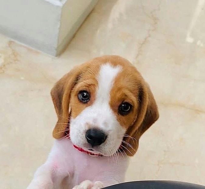 beagle-dog-breed