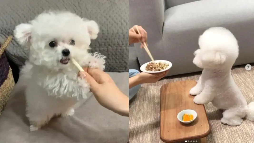 feeding-your-new-puppy