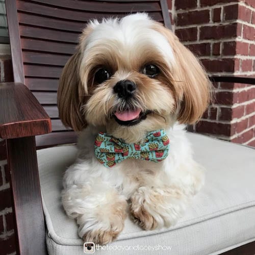 only-shih-tzu-dog-owners-understand-10