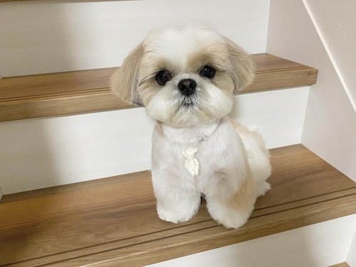 10 Things Only Shih Tzu Dog Owners Understand | Puppies Club