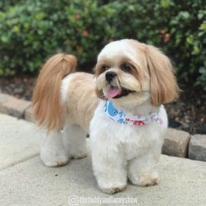 only-shih-tzu-dog-owners-understand-5