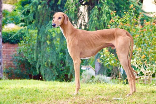 rarest-dog-breeds-in-the-world-azawankh