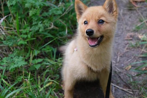 rarest-dog-breeds-in-the-world-finnish-spitz