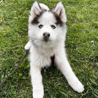 Cutest 16 Siberian Husky Mixes dog breeds | Puppies Club