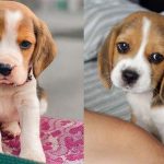 beagle-dog-breed-1