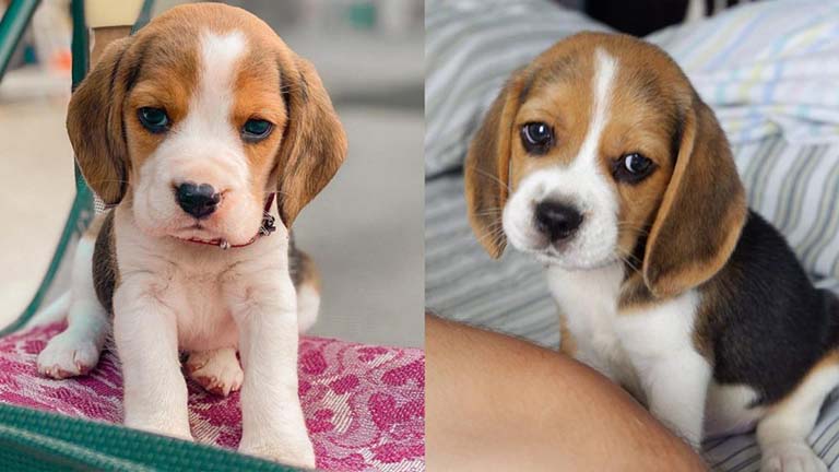 beagle-dog-breed-1