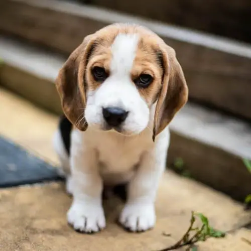 beagle-dog-breed-10
