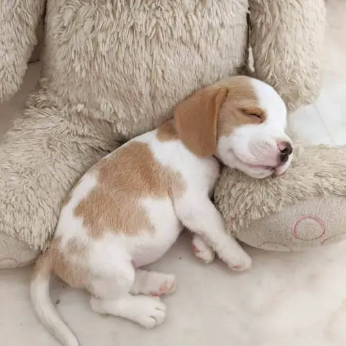 beagle-dog-breed-5