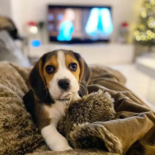 beagle-dog-breed-6
