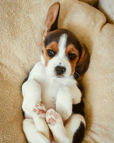 beagle-dog-breed-8