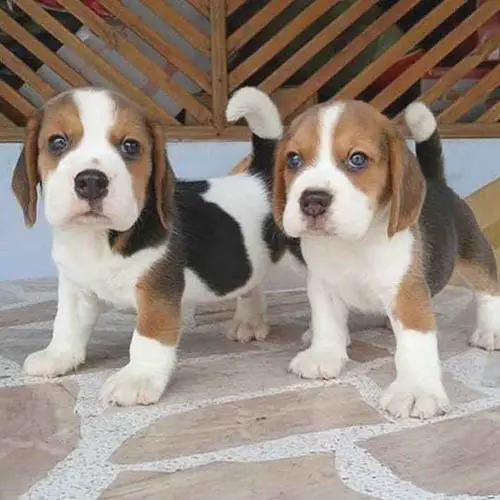 beagle-dog-breed-9