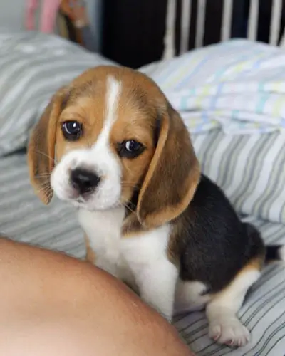 Beagle Dog Colors: A Complete List of All 15 Recognized Coat Colors ...