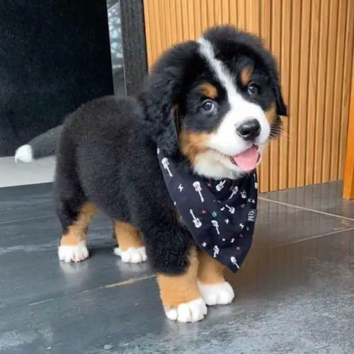 Facts About Bernese Mountain Dog breed