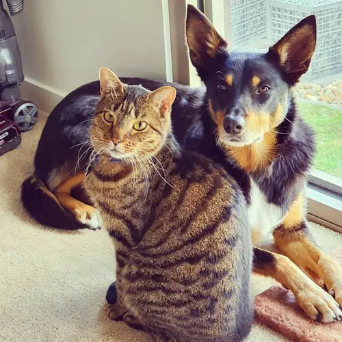 cats-and-dogs-together-3