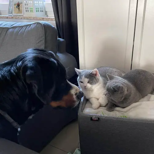 cats-and-dogs-together-4