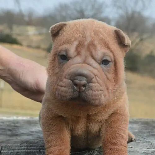 chinese-shar-pei-dog-breeds-with-the-shortest-lifespans