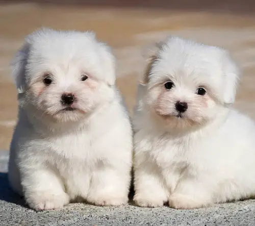 Facts About Coton De Tulear Dog breed 2