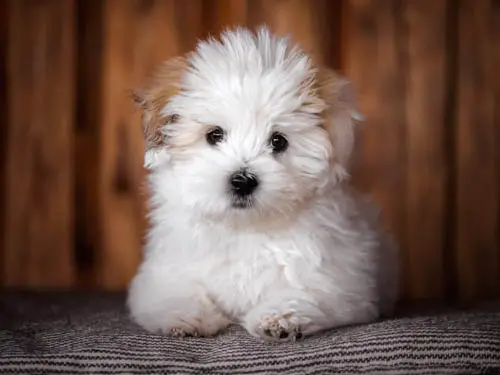 Facts About Coton De Tulear Dog breed 1