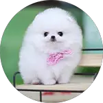 cute-teacup-pomeranian-dog