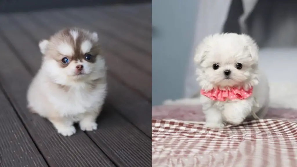 dog-breeds-that-look-like-puppies-forever