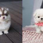 dog-breeds-that-look-like-puppies-forever