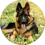 dog-german-shepherd