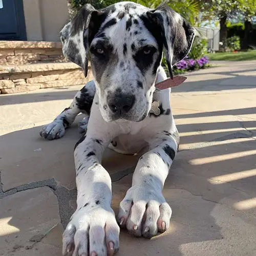 dog-breeds-with-the-shortest-lifespans-great-dane