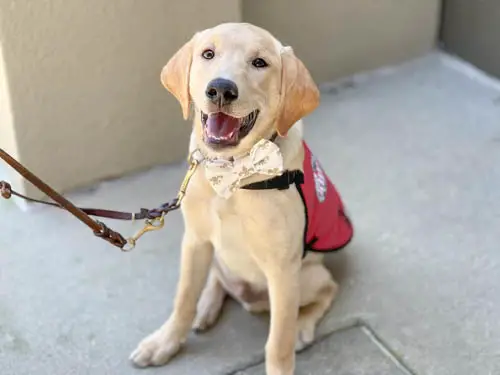 how-do-i-get-my-dog-trained-as-a-service-dog-3