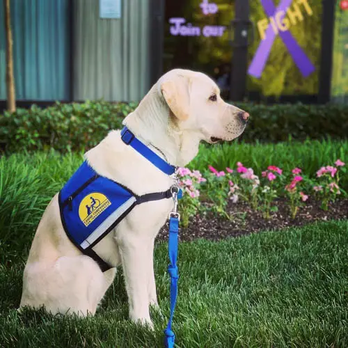how-do-i-get-my-dog-trained-as-a-service-dog-5