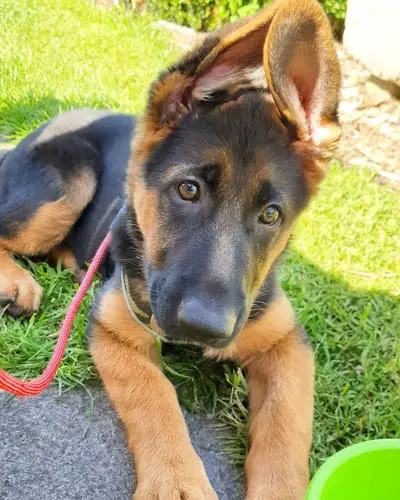 how-to-train-a-german-shepherd-puppy-to-be-a-guard-dog-3
