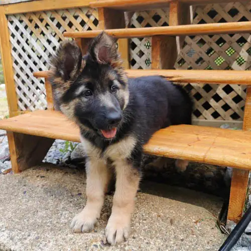 how-to-train-a-german-shepherd-puppy-to-be-a-guard-dog-4