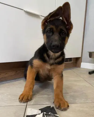 how-to-train-a-german-shepherd-puppy-to-be-a-guard-dog