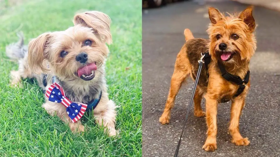 boston-yorkie-dog-breed